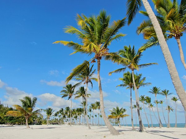 Quelles techniques de sécurité utiliser pour camper dans une forêt dense avec risque de chutes de branches?